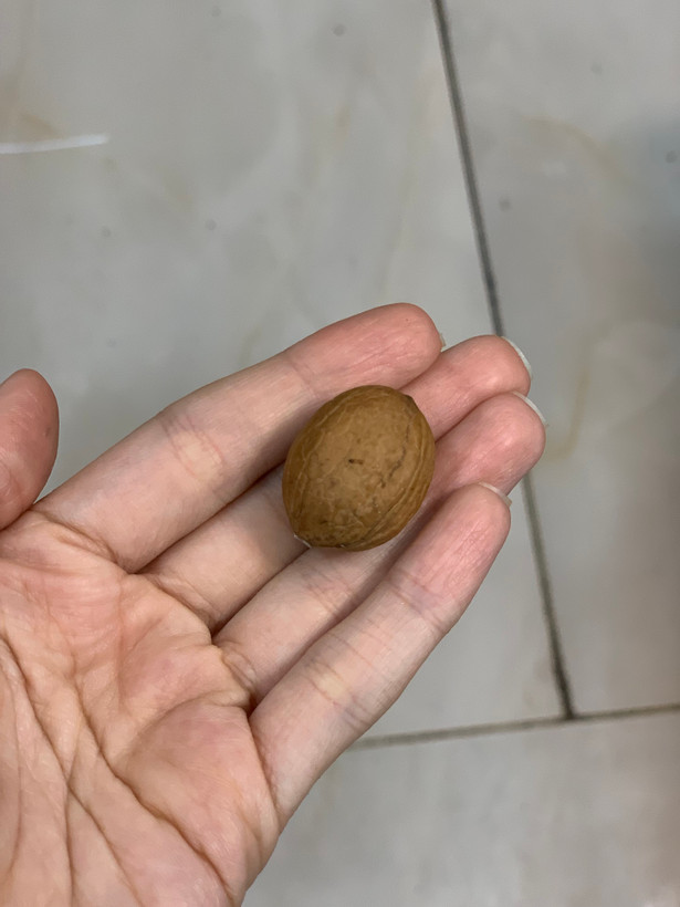 قالب سیلیکونی گردو